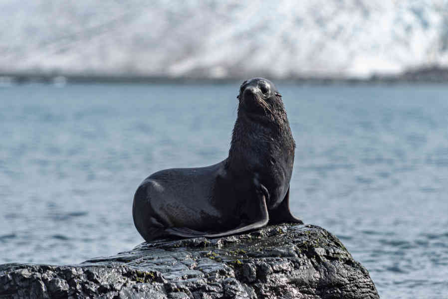 Lobo Marino Antártico - isla Robert - islas Shetland del Sur 02.jpg